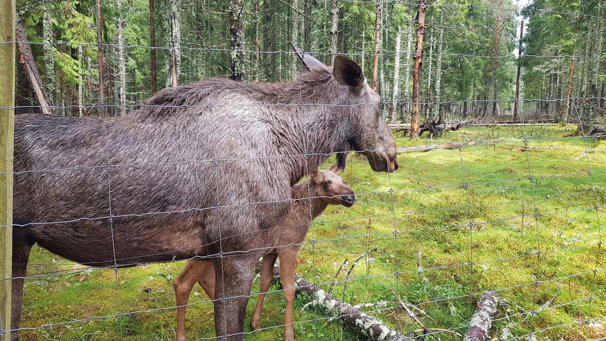 Ånimskogs Kyrkskola